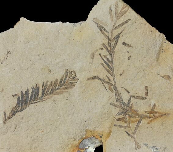 Dawn Redwood (Metasequoia) Fossils - Montana #126625
